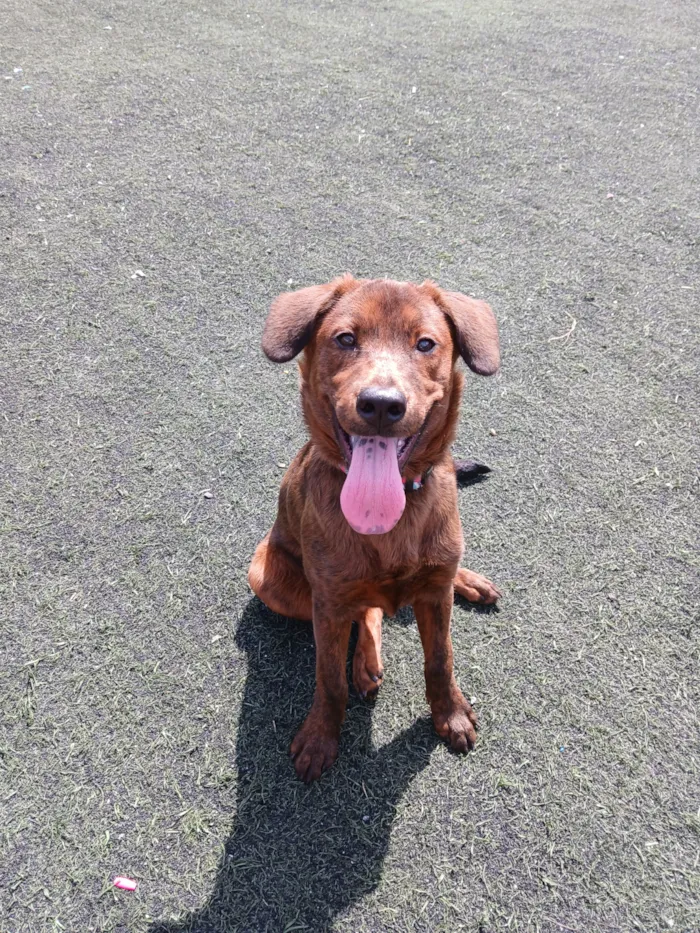 Cachorro raça SRD-ViraLata idade 7 a 11 meses nome Toddy