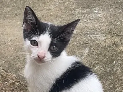 Gato raça SRD-ViraLata idade 2 a 6 meses nome Gabigol