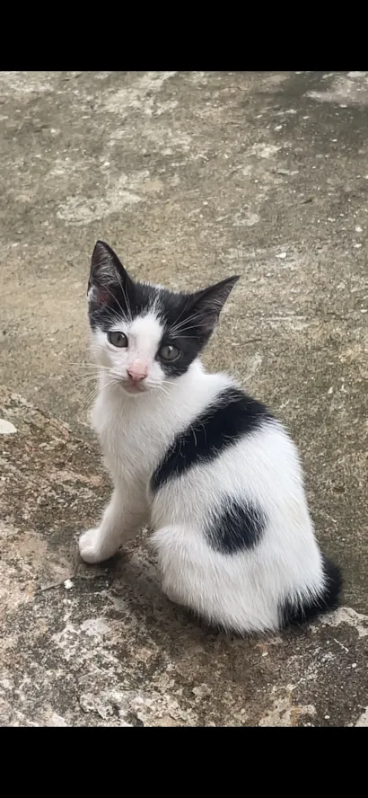 Gato raça SRD-ViraLata idade 2 a 6 meses nome Gabigol