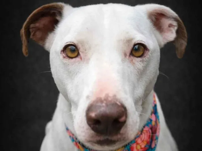 Cachorro raça SRD-ViraLata idade 2 anos nome Princesa