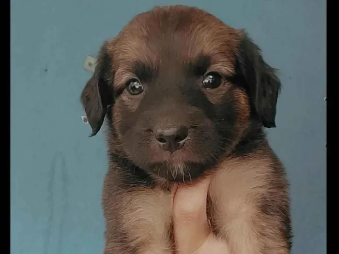 Cachorro raça SRD-ViraLata idade 3 anos nome pé de pano 