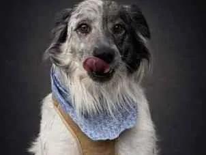 Cachorro raça SRD-ViraLata idade 2 a 6 meses nome Zé