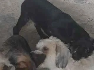 Cachorro raça SRD-ViraLata idade 2 a 6 meses nome lua , negrão, florzinha 
