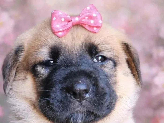 Cachorro raça SRD-ViraLata idade Abaixo de 2 meses nome Lili