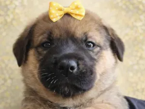 Cachorro raça SRD-ViraLata idade Abaixo de 2 meses nome Gih