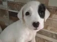 Amora