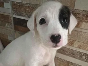 Cachorro raça SRD-ViraLata idade Abaixo de 2 meses nome Amora