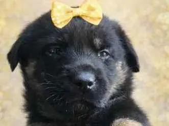 Cachorro raça SRD-ViraLata idade 2 a 6 meses nome Juju