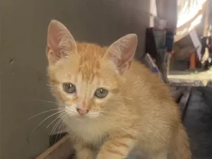 Gato raça SRD-ViraLata idade 2 a 6 meses nome Kiara