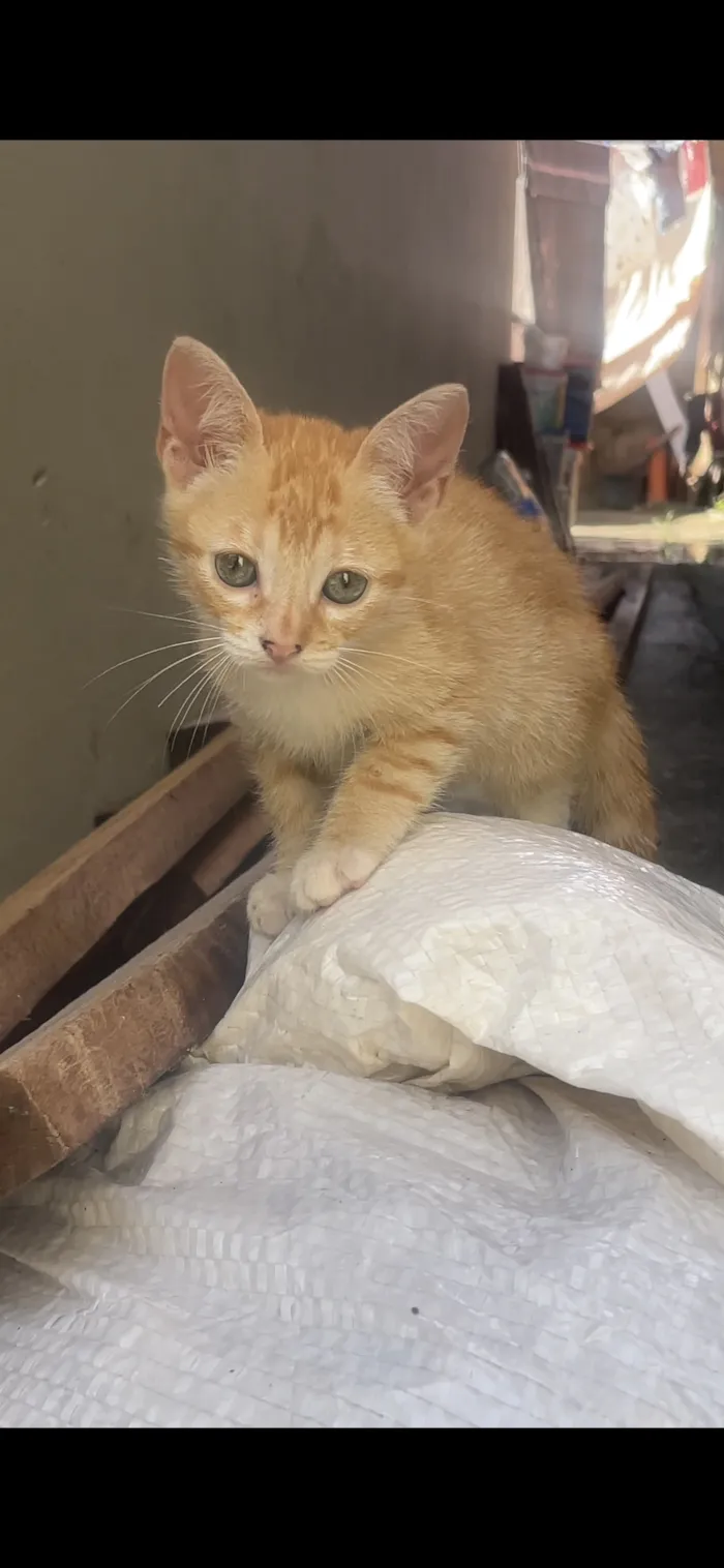 Gato raça SRD-ViraLata idade 2 a 6 meses nome Kiara