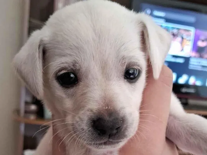 Cachorro raça SRD-ViraLata idade Abaixo de 2 meses nome Pingo