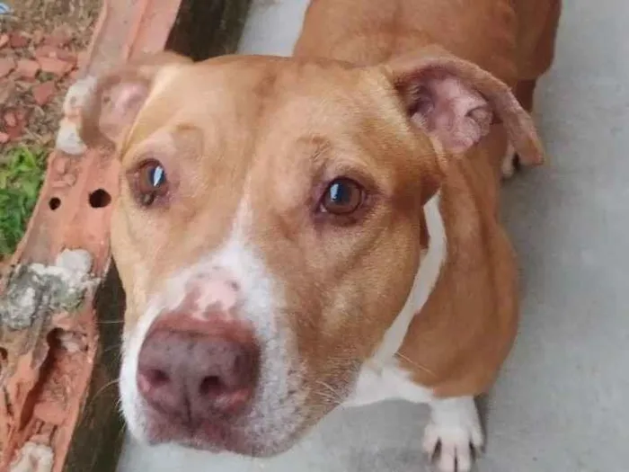 Cachorro raça Pit-Bull idade 5 anos nome Pandora
