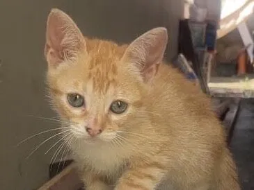 Gato raça SRD-ViraLata idade 2 a 6 meses nome Kiara