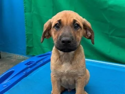 Cachorro raça SRD-ViraLata idade 2 a 6 meses nome Sem Nome