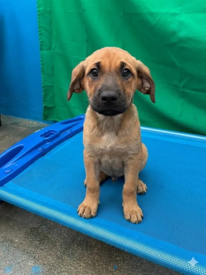Cachorro raça SRD-ViraLata idade 2 a 6 meses nome Sem Nome