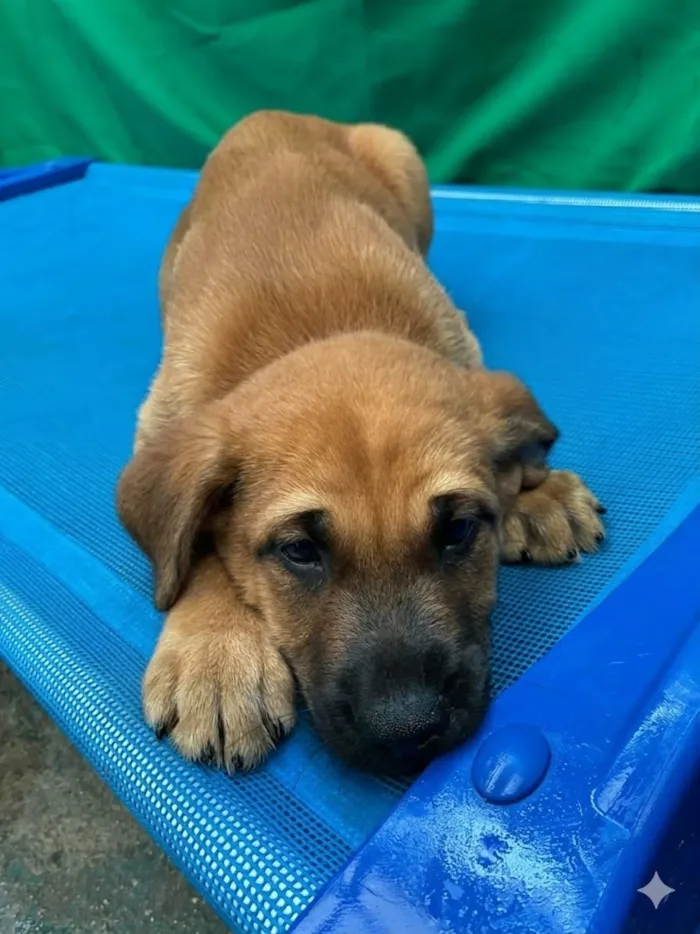 Cachorro raça SRD-ViraLata idade 2 a 6 meses nome Sem Nome