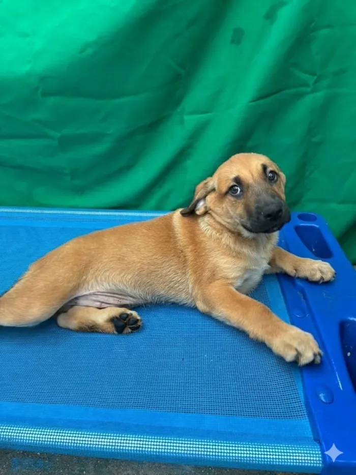 Cachorro raça SRD-ViraLata idade 2 a 6 meses nome Sem Nome