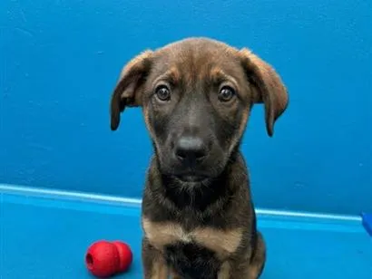 Cachorro raça SRD-ViraLata idade 2 a 6 meses nome Sem Nome