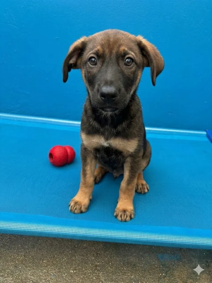 Cachorro raça SRD-ViraLata idade 2 a 6 meses nome Sem Nome