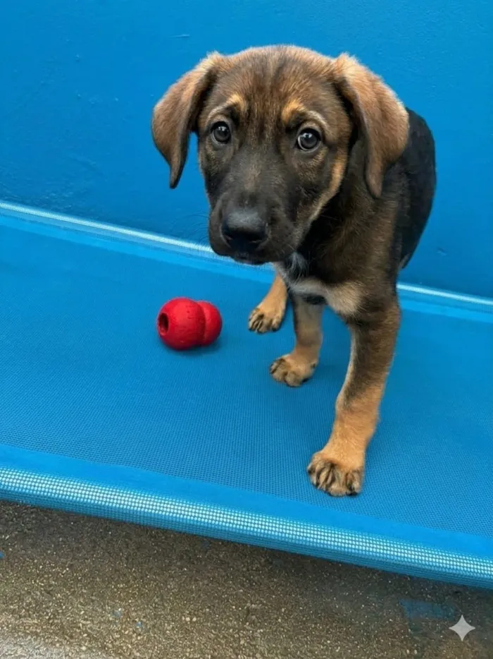 Cachorro raça SRD-ViraLata idade 2 a 6 meses nome Sem Nome