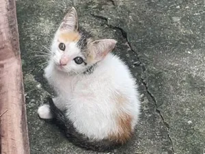 Gato raça SRD-ViraLata idade 2 a 6 meses nome Nina