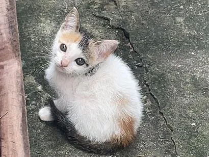 Gato raça SRD-ViraLata idade 2 a 6 meses nome Nina