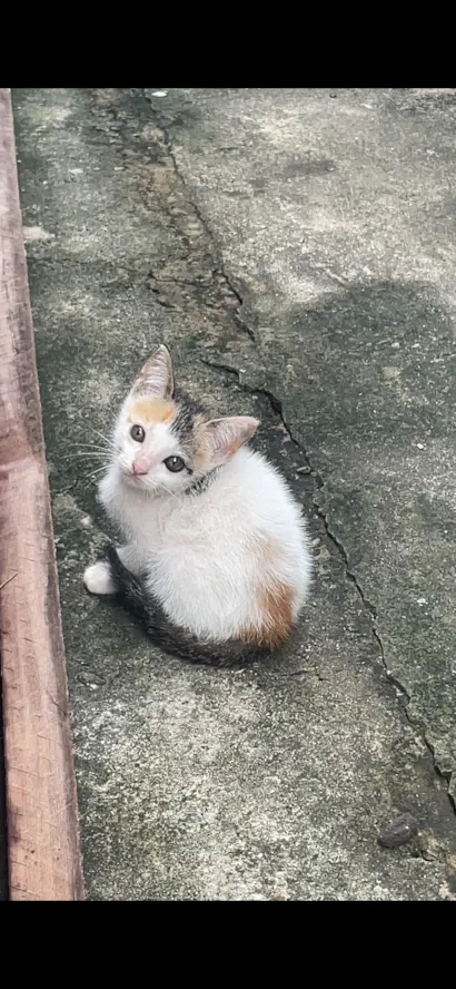 Gato raça SRD-ViraLata idade 2 a 6 meses nome Nina
