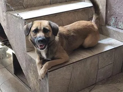 Cachorro raça SRD-ViraLata idade 1 ano nome Chloe