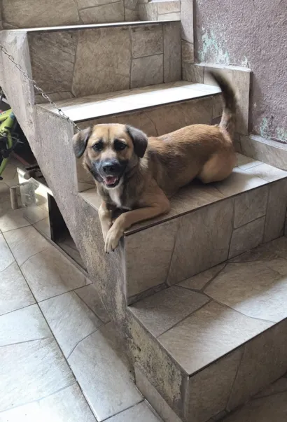 Cachorro raça SRD-ViraLata idade 1 ano nome Chloe