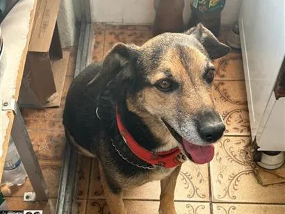 Cachorro raça SRD-ViraLata idade 6 ou mais anos nome Tommy