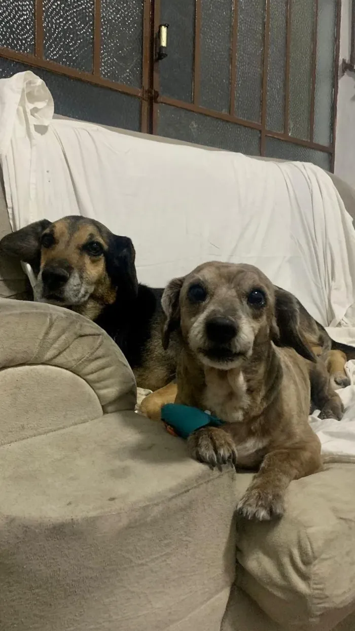 Cachorro raça SRD-ViraLata idade 6 ou mais anos nome Tommy