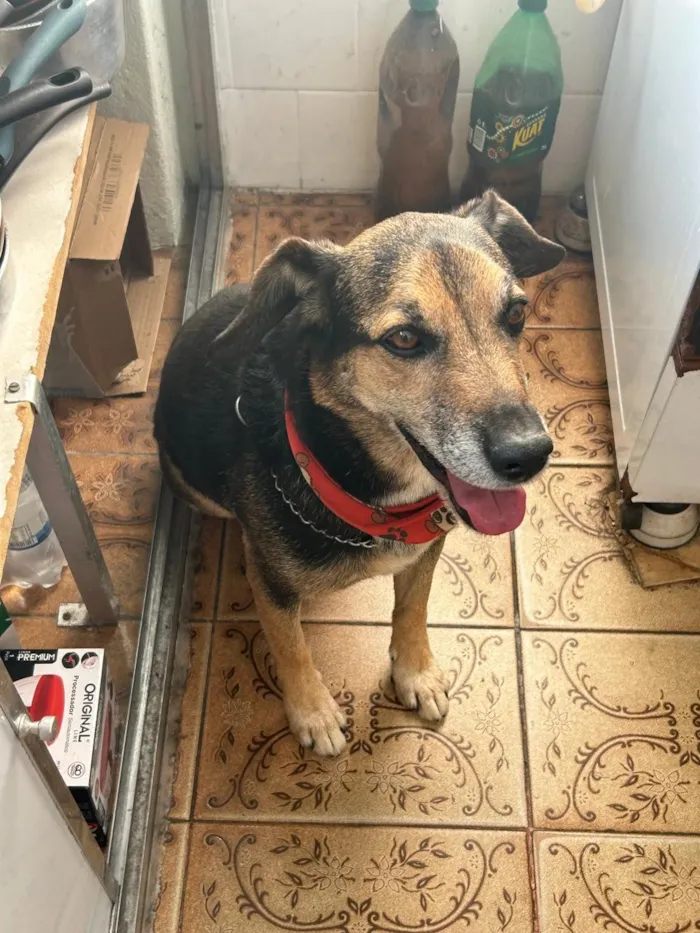 Cachorro raça SRD-ViraLata idade 6 ou mais anos nome Tommy