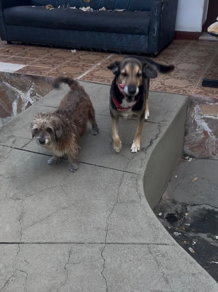 Cachorro raça SRD-ViraLata idade 6 ou mais anos nome Tommy