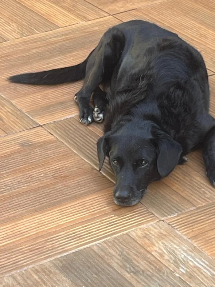 Cachorro raça SRD-ViraLata idade 6 ou mais anos nome Baltazar