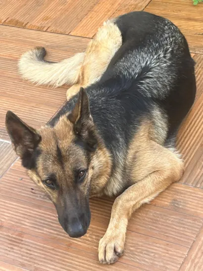 Cachorro raça Pastor Alemão idade 5 anos nome Pepita