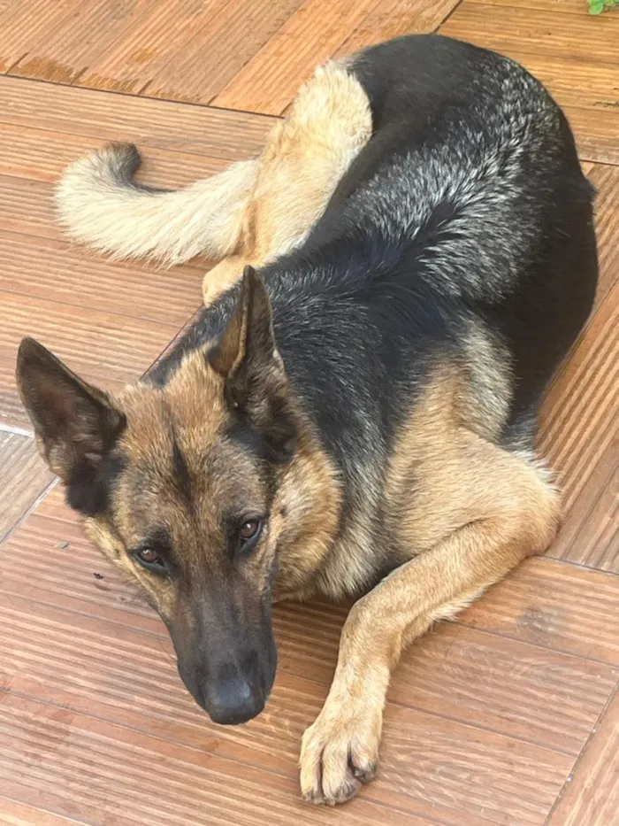 Cachorro raça Pastor Alemão idade 5 anos nome Pepita