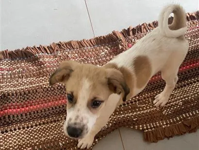 Cachorro raça SRD-ViraLata idade 2 a 6 meses nome Fred