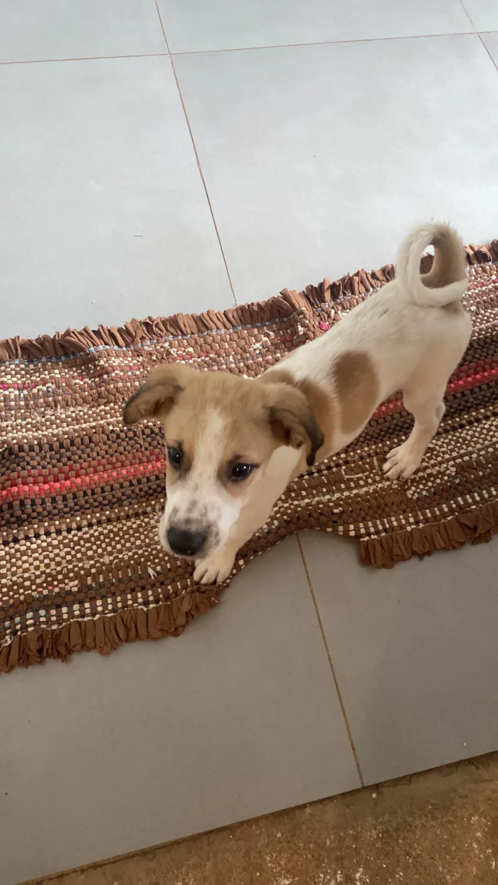 Cachorro raça SRD-ViraLata idade 2 a 6 meses nome Fred
