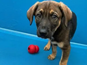 Cachorro raça SRD-ViraLata idade 2 a 6 meses nome Sem Nome