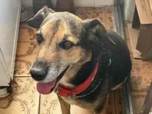 Cachorro raça SRD-ViraLata idade 6 ou mais anos nome Tommy