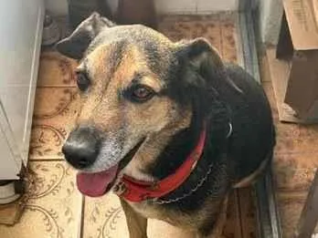 Cachorro raça SRD-ViraLata idade 6 ou mais anos nome Tommy