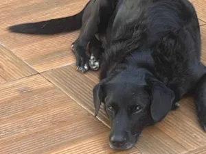 Cachorro raça SRD-ViraLata idade 6 ou mais anos nome Baltazar