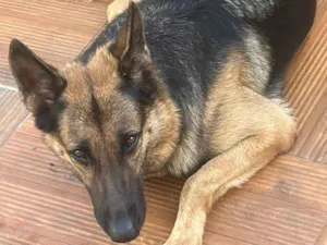 Cachorro raça Pastor Alemão idade 5 anos nome Pepita