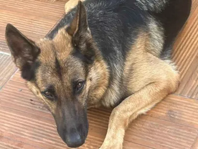 Cachorro raça Pastor Alemão idade 5 anos nome Pepita