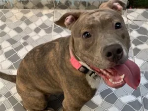 Cachorro raça Pit-Bull idade 2 anos nome Bellona
