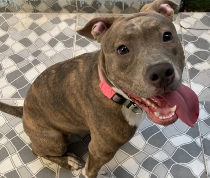 Cachorro raça Pit-Bull idade 2 anos nome Bellona