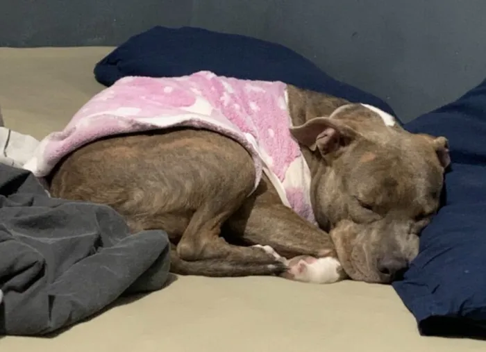 Cachorro raça Pit-Bull idade 2 anos nome Bellona