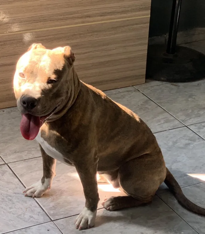Cachorro raça Pit-Bull idade 2 anos nome Bellona