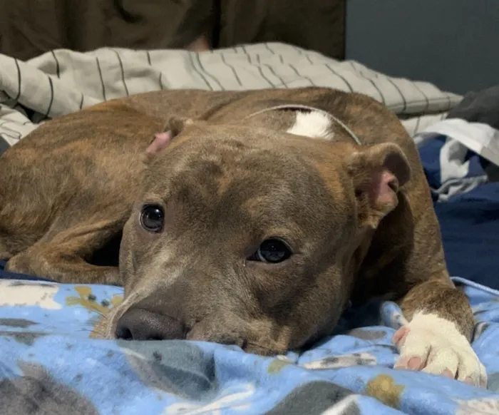 Cachorro raça Pit-Bull idade 2 anos nome Bellona