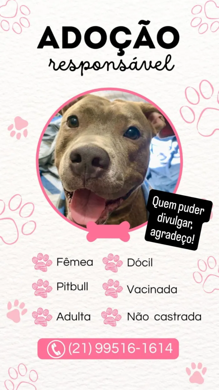 Cachorro raça Pit-Bull idade 2 anos nome Bellona